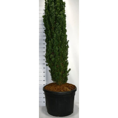Idegran – Taxus baccata 'Fastigiata Robusta' - C150 200-250 cm.